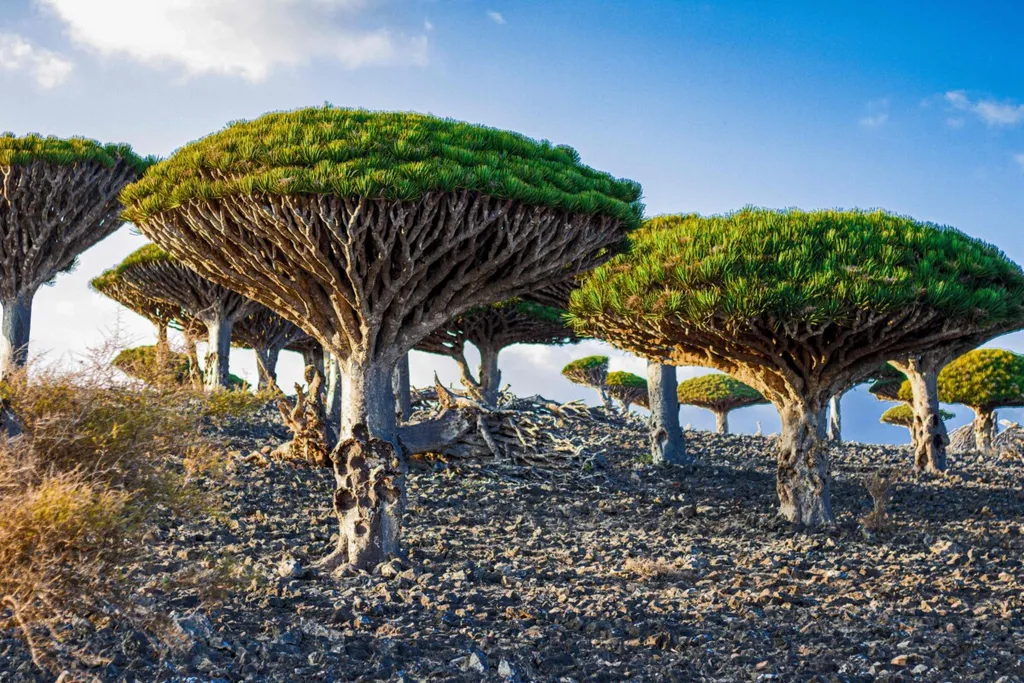 https___kompas.id_wp-content_uploads_2021_03_YEMEN-SOCOTRA-ENVIRONMENT-TOURISM-CONFLICT_95237714_1616505795