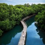 Menjelajahi Hutan Mangrove dan Perannya bagi Wilayah Pesisir